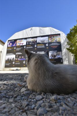 Samedi 14 septembre : Le chat du Festival devant le chapiteau !